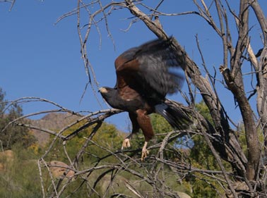Harris Hawk
