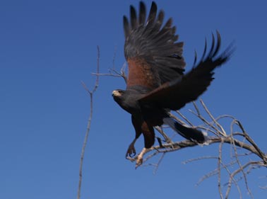 Harris Hawk