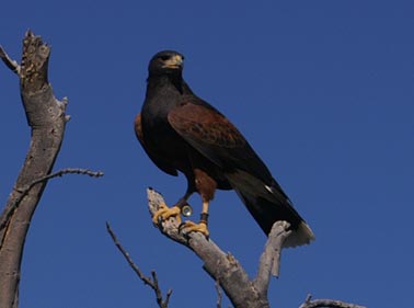 Harris Hawk