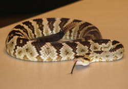 Rattle Snake