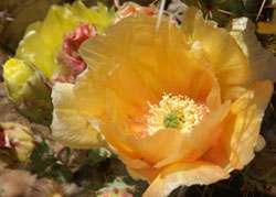 Cactus Bloom