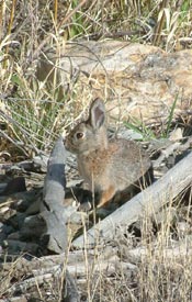 Rabbit at cache