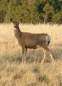 Deer