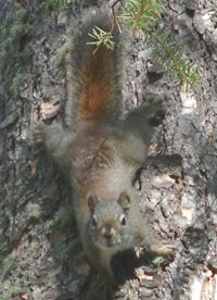 Squirrel