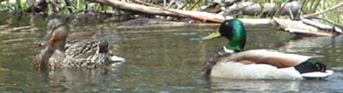 Ducks at Buck or Less Too
