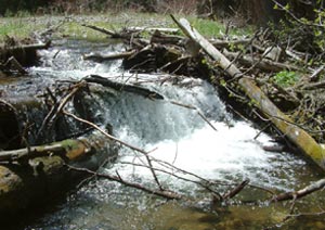 Waterfall at Buck or Less Too