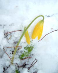 Lily in snow on the way to Kickapoo 2 in Montana cache