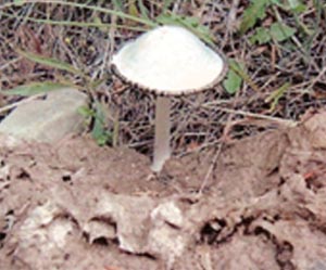A mushroom growing near First (Aid) Cache