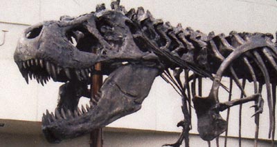 Tyrannosaurus Rex in front of the Museum of the Rockies