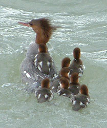 Duck with babies