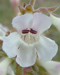 Penstemon