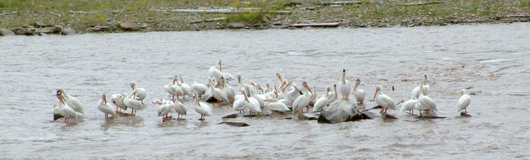 Pelicans lounging on the Missouri River