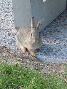 Rabbit4