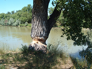 Beaver Tree
