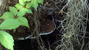 Mushrooms Nearby