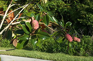 Magnolia Pods