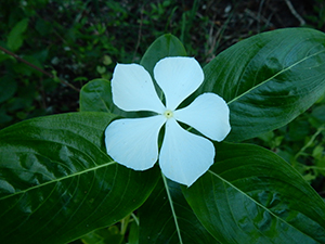 Flower at Site