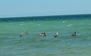 Pelicans at site