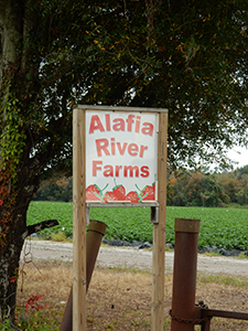 Alafia River Farms
