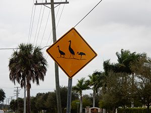 Geese Crossing