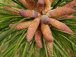 Pine Seeds