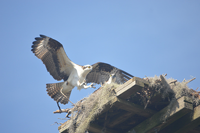 Landing on Nest