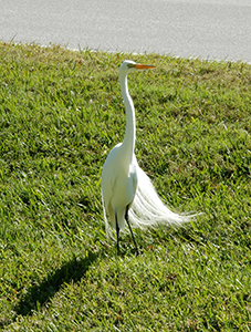 Egret Tail in Sun