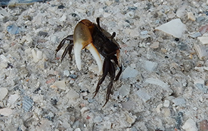 Fiddler Crab Closeup