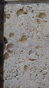 Tower Fossils