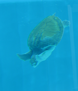 Sea Turtle Diving