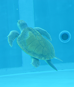 Sea Turtle 2