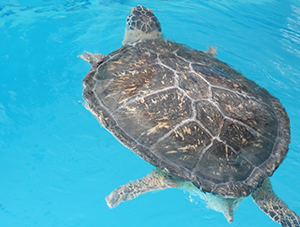 Sea Turtle P3