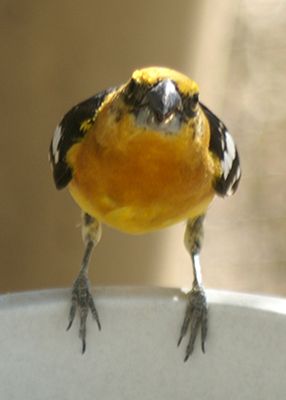 Yellow Bird 2