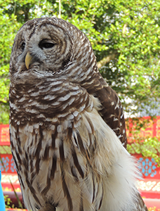 Barred Owl