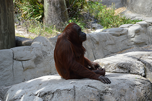 Orangutan2