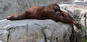 Orangutan3