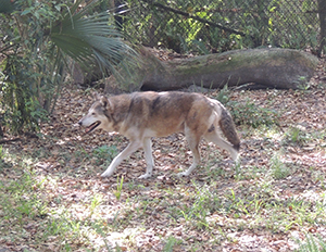 Red Wolf