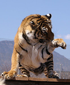 Tiger Washing