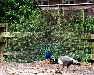 Peacock Front