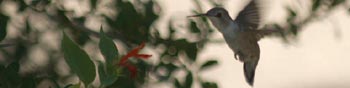 Hummingbird Banding