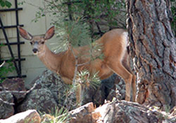 Deer in the city of Helena, Montana