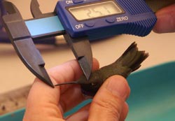 Hummingbird Beak being measured