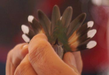 Showing hummingbird tail feathers after banding