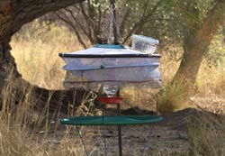 Hummingbird Trapping Station