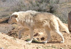 Artic Wolf