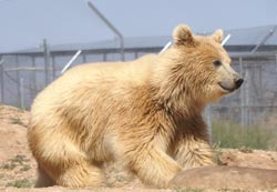 Bear