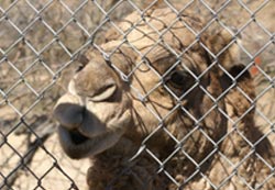 Camel looking for treat