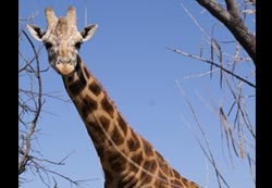 Giraffe
