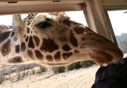 Giraffe with head in bus