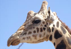 Giraffe